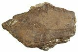 Hadrosaur (Edmontosaurus) Jaw Section - Montana #263395-1